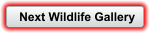 Next Wildlife Gallery